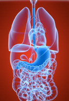 Can Chiropractic Help Digestive Problems